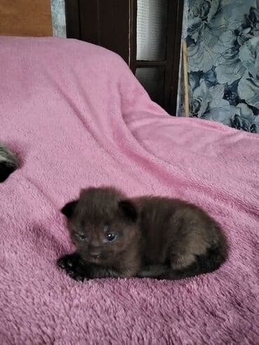 котята в добрые руки баку: Meyn-kun, Erkək, Dişi, Ünvandan götürmə — 7