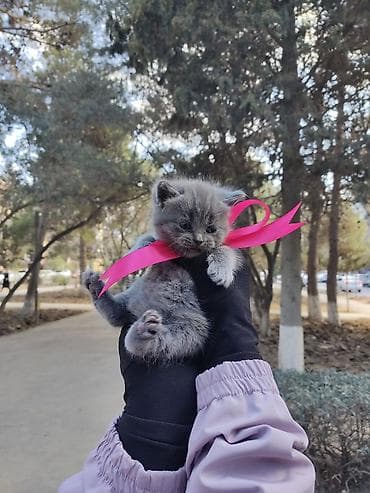 syam pişik: Benqal, Erkək — 9