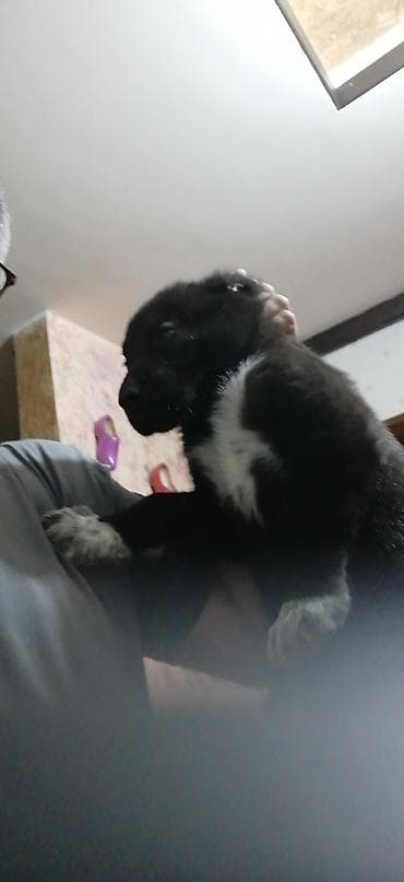 doberman balası: Peyvəndli — 5