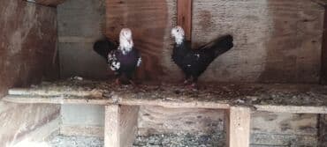 Cüt dekorativ göyərçin - Növ: dekorativ/oynaq göyərçinlər - Rəng lalafo.az -da Cüt dekorativ göyərçin - Növ: dekorativ/oynaq göyərçinlər - Rəng