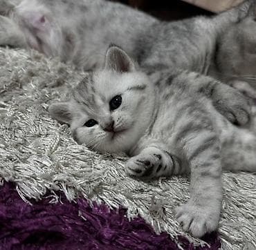 pisiyler: Britan — 2