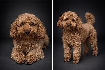 Pudel, 3 il, Erkek, Cütləşmə üçün