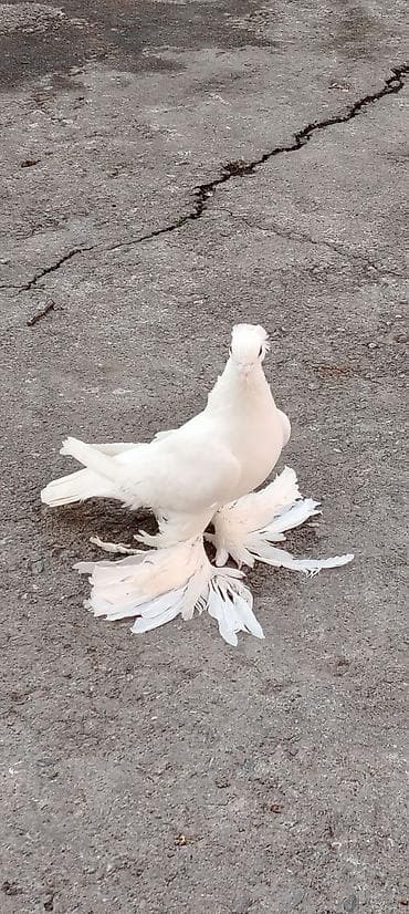 Pişiklər: Erkəy Göyərçindi — 3