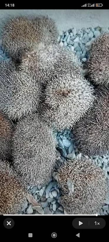 heyvan sahiblenmek: Sağlam kirpilərdi istəyən əlaqə saxlasın — 2