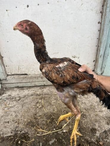 ineklerin satisi: Toyuq cücələri, Damazlıq — 7