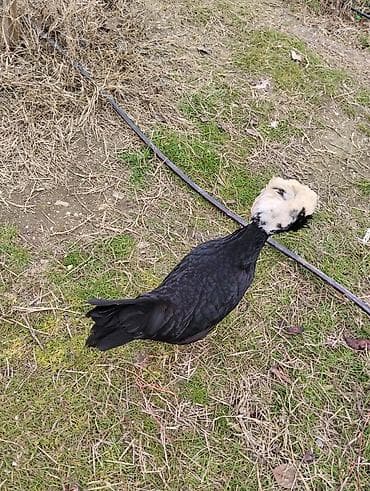 Pişiklər: Toyuq, Yumurtalıq — 1