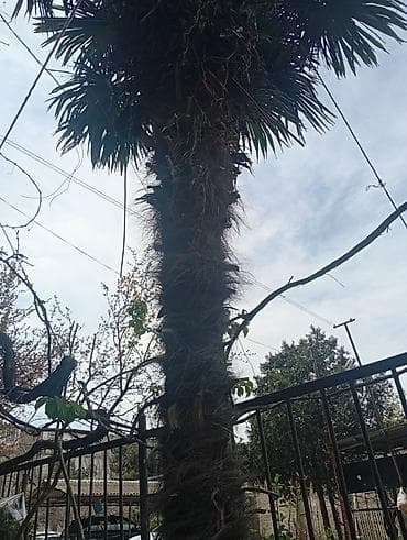 hind qozu agaci: Xurma (palma) ağacı – canlı dekorativ bitki - Növ: Fan tipli palma — 2