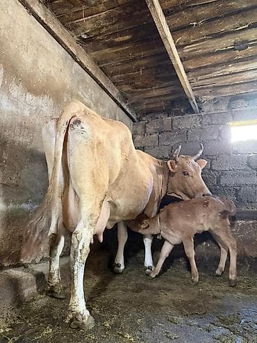 balaca quzu: 14 litir süd verir 3 qarına doğub 7 gündü doğub balası dişdi — 7