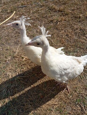 Daewoo: Ağ rəngli tovu 5ayliq tam sağlam heyvandi ikisidə. Xüsusiyyətlər: - — 1