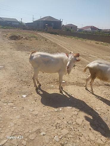 keçi qoyun: Məhsul: Ağ rəngli keçilər (2 baş) Təsvir: - Şəkillərdə görünən ağ — 3
