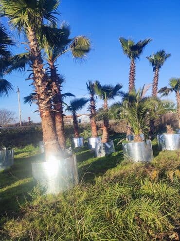 lipa ağacı: Palmalar satilir 2000nen3000manatacqeder — 8