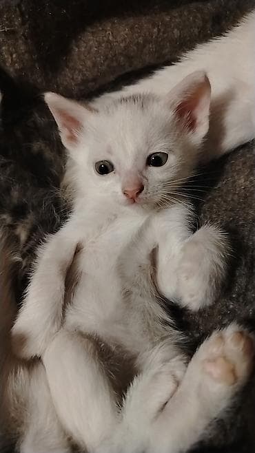 pişik balalari: Türk anqora, Pulsuz çatdırılma — 7