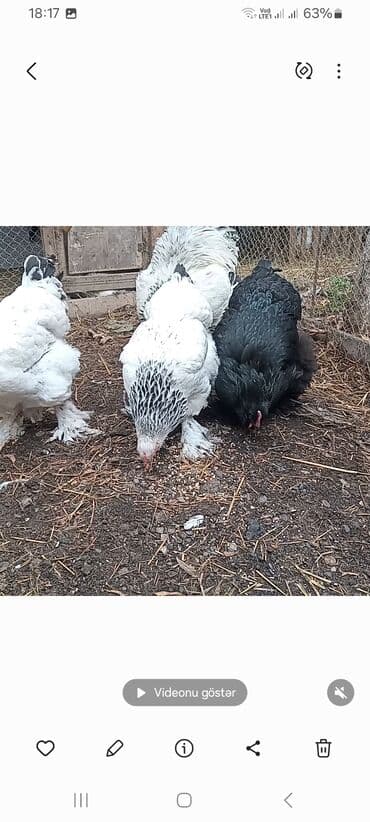 Gəmiricilər: Toyuq, Brama, Damazlıq — 3