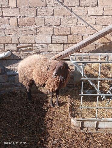 Hinduşka: Erkək, Qala, il: 2, 100 kq, Damazlıq, Ünvandan götürmə — 3