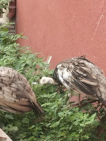 qus yuvalari: Tam sağlam tovuz quşları çəm 5 ədəddir ikisi erkək üçü dişidi və çəm — 5