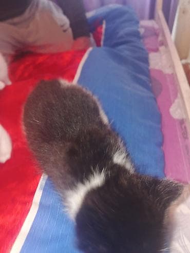 ereb ati satilir: Yaxşı əllərə — 3