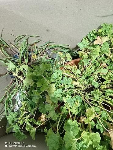 Quru‑suda yaşayan tısbağa (göllük/su tısbağası tipli)BARTER VAR Barter