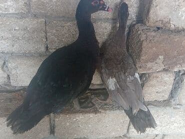 Erkək, | Lal ördək, Ətlik, Ünvandan götürmə