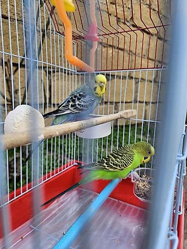 pisik ucun: Zəng yox, yalnız whatsapp!!! Alman cinsi - dişi, Çex cinsi - erkək — 5