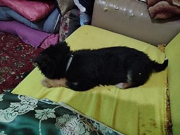 balaca it qiymetleri: Qafqaz çoban iti, 2 ay, Erkek, Sənədli, Ünvandan götürmə — 6