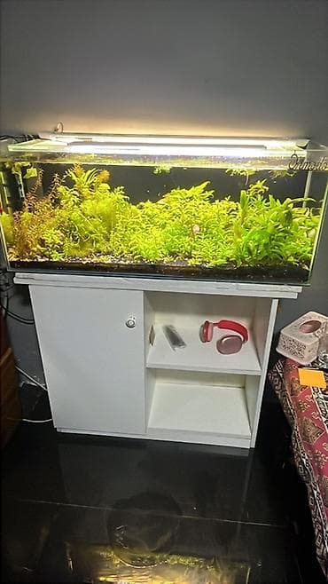 Akvarium-şkaf, 120 l, Ödənişli çatdırılma lalafo.az -da Akvarium-şkaf, 120 l, Ödənişli çatdırılma