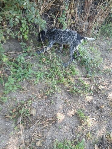 сколько стоит собака бу: Курцхаар, 7 месяцев, Самка, С прививками, Самовывоз, Платная доставка — 2