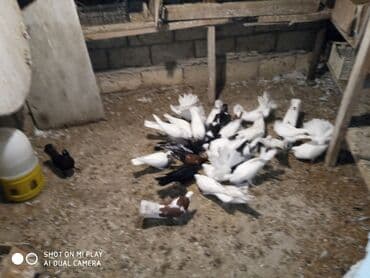 ördək balası satışı: Göyərçinlər satılır sadə uçan quşlardı paqonular var cütü 10 man 15 — 5