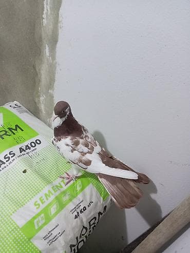 muhabbet quşu: Salam saglam quşdu ərkəydi təmiz cinsdi — 5