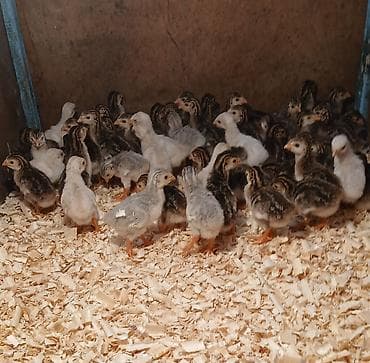 Firəng və ya sesarka cücəsi satılır,hal hazırda 5 günlükdürlər.Ünvan — 1