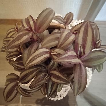 tebii gul sekilleri: Сциндапсус N-Joy — 10