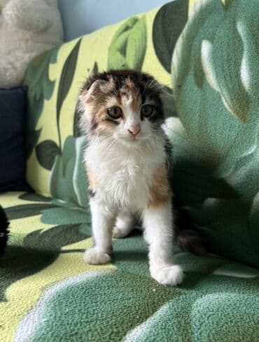 dişi pişiklər: Şotland, Dişi, Yaxşı əllərə, Ünvandan götürmə — 1