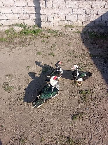 qoyun yemi: Erkək, | Lal ördək, Ətlik — 2