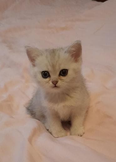 vəhşi pişik: Britan — 2