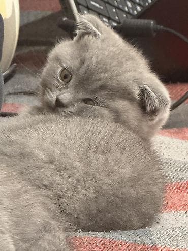 etibarlı ələrə verilir: Şotland, Dişi, Ünvandan götürmə — 1