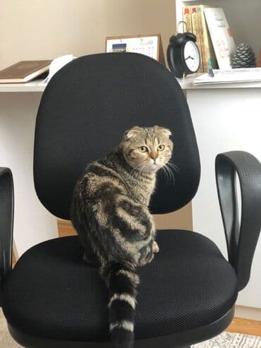 pulsuz pişik balalari 2019: Şotland, Yaxşı əllərə, Ödənişli çatdırılma — 3