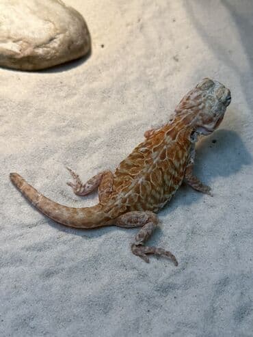 xarı bülbül döş nişanı: Bearded dragon citrus morfu dişi — 3
