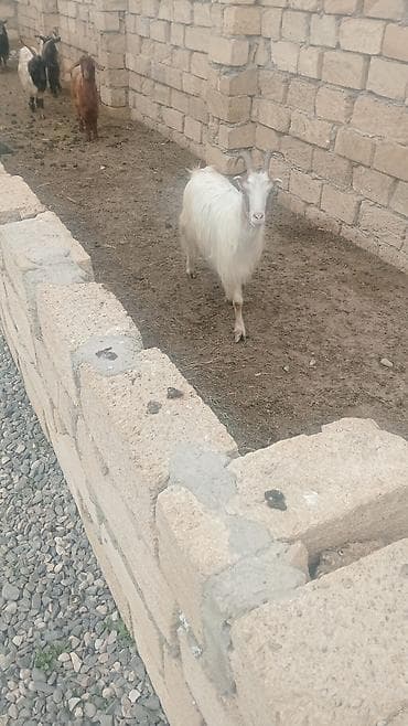 boz pişik: Qoyun-keçi təsərrüfatı üçün safcinsə yaxın yerli keçilər 5 baş keçi — 5