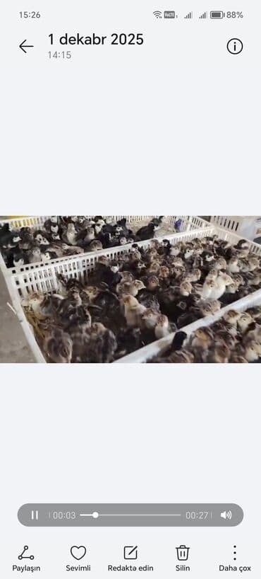 Akvariumlar: 1 Günlük Amerika Bronz balası Sifarişlərimiz Qəbul olunur Bütün Afda — 2