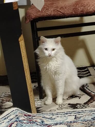 Другие животные: Турецкая ангора, Самка, В добрые руки, Самовывоз — 2