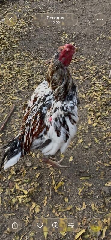 qoyun şekilleri: Salam alekum heyratı xoroz satılır ünvan Bərdə Çatırılma yoxdur — 1