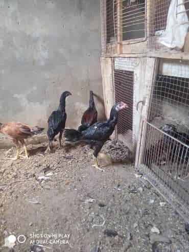 купить собаку в: Toyuq, Damazlıq, Ödənişli çatdırılma — 8