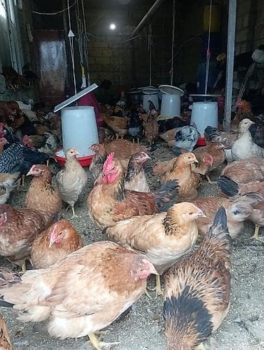 ev heyvanlarının satışı: Toyuq, Damazlıq — 3