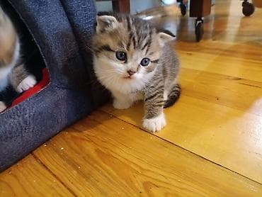 где можно купить котенка: В добрые руки — 6