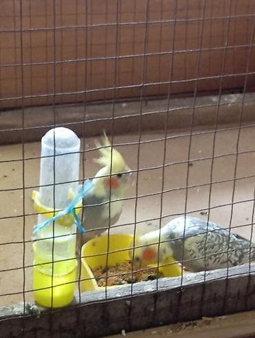 Giymet Sondu 5 Aylığ Bala Korella Dişi Erkey Dişlemir Ele Oyreşib