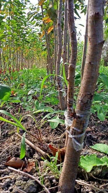 dekorativ dibçək gülləri: Gilas Tingleri Satılır. 1) Napalyon 2)Ağ xrustal Napalyon 3) Gövdə — 4