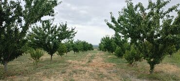 dekorativ dibçək gülləri: 2.5 ha 9 illik intensiv gilas bağı, 1.5 ha boş sahə. Suvarma sistemi — 5