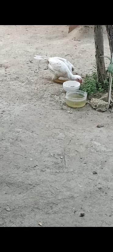 cuce ve xoruz temsili: Salam Ayaqnada problem var çətin gəzir parterdə eləyərəm dimdiyi və — 8