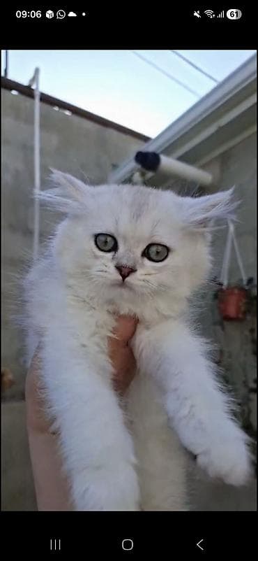 Pişiklər: Şinşilla, Dişi — 10