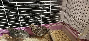 1 cüt çin bildirçini barter olunur 4 dənə valnist ilə cütü 40 m