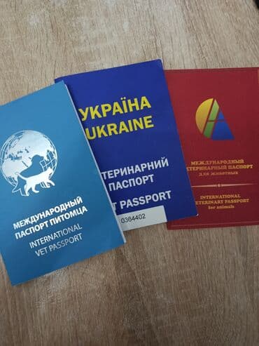 щенки купить: Пудель, 2 месяца, С прививками, Самовывоз — 8